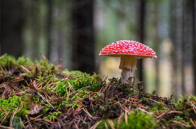 Kärpässsieni